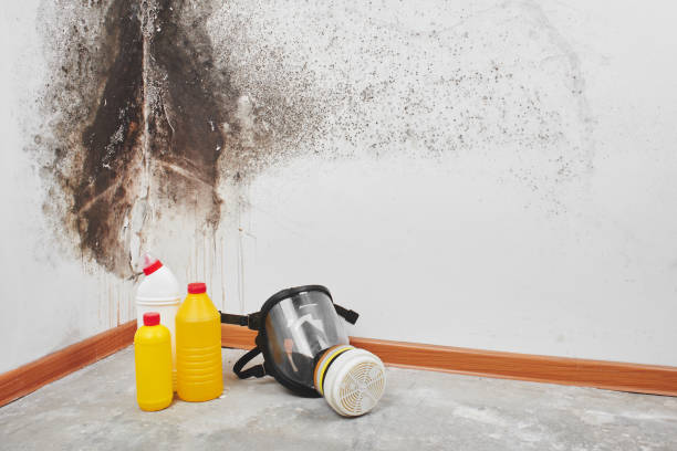 Best Attic Mold Removal  in Sherwood, OH